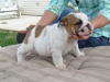 Cute-English-bulldog-Puppies-For-Adoption