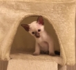 Beautiful-Siamese-Kitten-For-loving-homes-